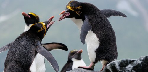 Macaroni_Penguins_Cooper_Bay_South_Georgia_©_Martin_van_Lokven_Oceanwide_Expeditions