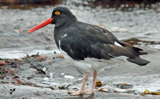 Falklands_Carcass_Island_Magallanic_Oystercatcher_©_Femke_Wolfert_Oceanwide_Expeditions