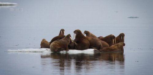 Walrus_on_ice_©_K_Ovsyanikova_Heritage_Expeditions