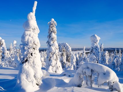 Schnee_Baeume_Finnland_Lappland_©_Martin_Zwick_Naturfotografie