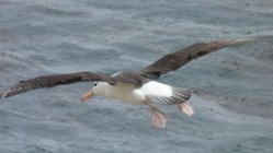 Schwarzbrauenalbatros_Saunders_Sea_Lion_Falkland_©_Juergen_Stock_Auf_Kurs_Inselreisen