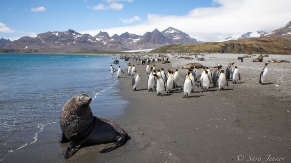 Salisbury_Plain_South_Georgia_©_Femke_Wolfert_Oceanwide_Expeditions