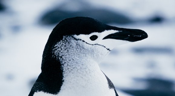 Chinstrap_Penguins_Half_Moon_Antarctica_©_Aurora_Expeditons_Matt_Horspool