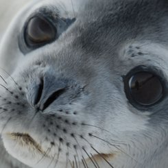 Weddell_Seal_Antarctica_©_Antarpply_Expeditions