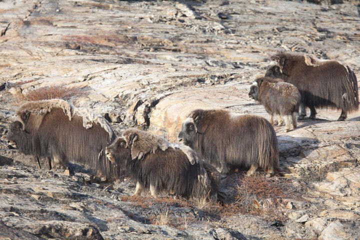 Greenland_Harefjord_Scoresby_Sund_©_Troels_Jacobsen_Oceanwide_Expeditions