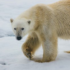 High_Arctic_Polar_Bear_©_David_Merron_Quark_Expeditions