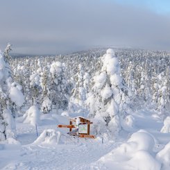 Schnee_Baeume_Finnland_Lappland_©_Martin_Zwick_Naturfotografie