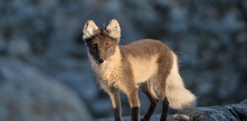 Polar_Fox_Greenland_©_Sven_Gust_Northern_Explorers