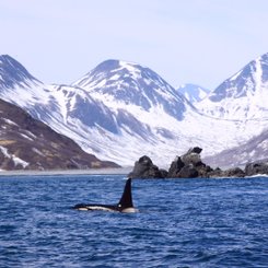 Russias_Ring_of_Fire_Orcas_©_A_Riley_Heritage_Expeditions