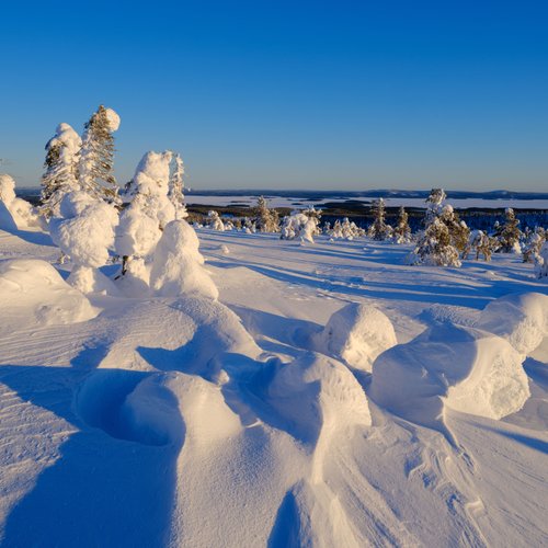 Schnee_Baeume_Finnland_Lappland_©_Martin_Zwick_Naturfotografie