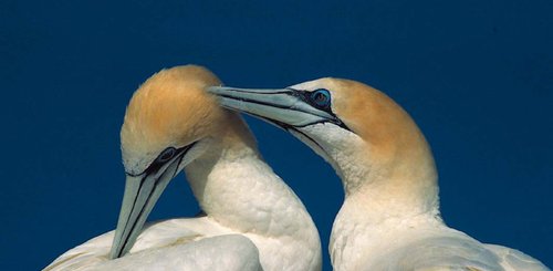 Gannets_North_Atlantic_©_Rinie_van_Meurs_Oceanwide_Expeditions