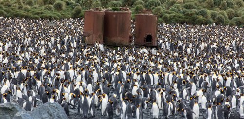 King_Penguins_Macquarie_Island_Lusitania_Bay_©_Rolf_Stange_Oceanwide_Expeditions