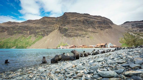 South_Georgia_©_Dietmar_Denger_Oceanwide_Expeditions