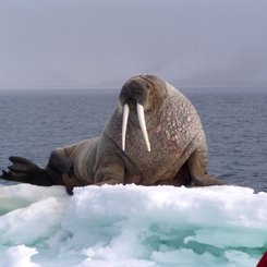 Walrus_Spitsbergen_©_Mike_Murphy_Oceanwide_Expeditions