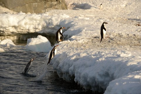 Gentoo_not_Adelie_Penguin_Weddell_Sea_©_Paul_Tuttle_Oceanwide_Expeditions