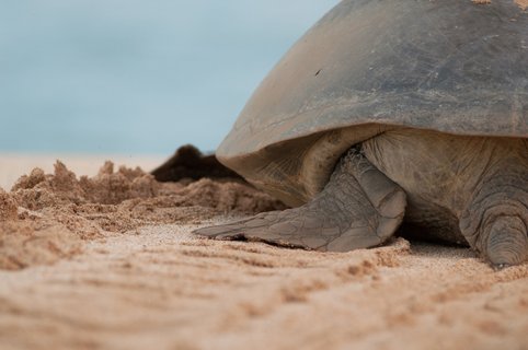 Green_Turtle_Ascension_Island_Atlantic_Odyssey_©_Troels_Jacobsen_Oceanwide_Exeditions