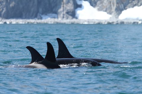 Russias_Ring_of_Fire_Orcas_©_A_Riley_Heritage_Expeditions