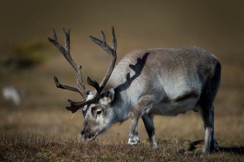 Reindeer_Svalbard_©_Anthony_Smith_Poseidon_Expeditions