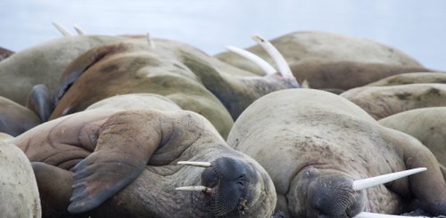 Walrus_Poolepynten_Spitsbergen_©_Elke_Lindner_Oceanwide_Expeditions