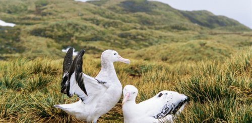 Wanderalbatrosse_Tussok_Sued-Georgien_©_Martin_Zwick_Naturfoto