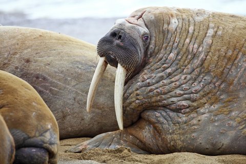 Walrus_family_Franz_Josef_Land_©_Oceanwide_Expeditions