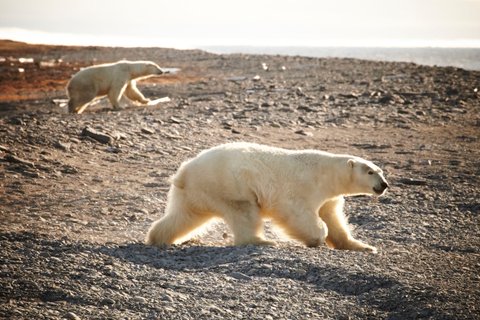 Polar_Bear_Wrangel_Island_©_E_Bell_Heritage_Expeditions