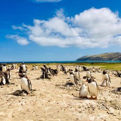 Gentoo_Penguins_©_Coast_Ridge_Cottage