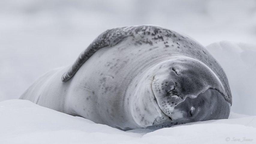 Danco_Island_cruise_Antarctica_©_Sara_Jenner_Oceanwide_Expeditions