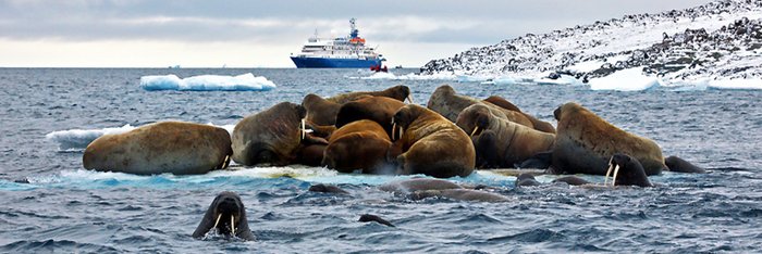 Walrosse_Svalbard_©_John_Bozinov_Poseidon_Expeditions