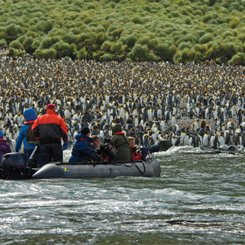 King_Penguins_Lusitania_Bay_Macquarie_Island_Sub_Antarctic_Islands_©_N_Russ_Heritage_Expeditions