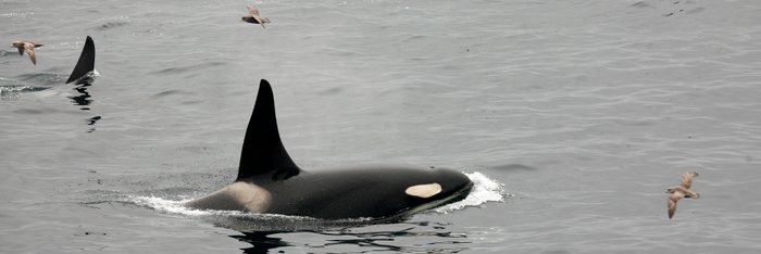 Orca_Kamchatka_Kuril_Islands_©_Peter_Juliff_Aurora_Expeditions