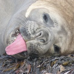 Suedlicher_See_Elefant_Sea_Lion_Falkland_©_Juergen_Stock_Auf_Kurs_Inselreisen