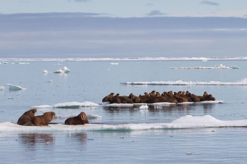 Walrusses_Chukotka_Across_the_Top_of_the_World_©_K_Ovsyanikova_Heritage_Expeditions