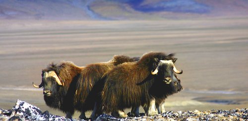 East_Greenland_Musk_Ox_©_Jan_Bryde_Poseidon_Expeditions