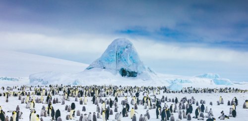 Emperor Penguins Snow Hill_©_David_Merron_Quark_Expeditions